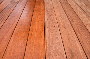 Кемпас — дерево, которое не боится ничего: экзотика с характером на вашей террасе