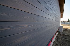 лиственница в сорте вс