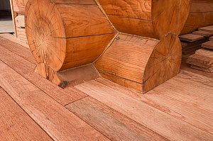 Кемпас — дерево, которое не боится ничего: экзотика с характером на вашей террасе