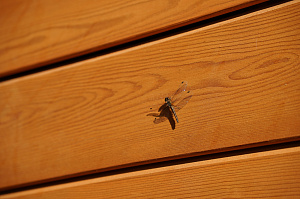 Когда дерево слушается инженера: фасад, терраса и свесы под нашим контролем