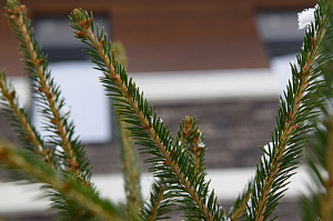 комбинация камня и дерева