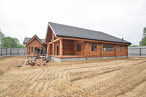 Кемпас — дерево, которое не боится ничего: экзотика с характером на вашей террасе