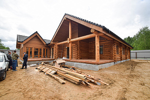 Кемпас — дерево, которое не боится ничего: экзотика с характером на вашей террасе