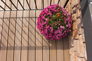 термоясень