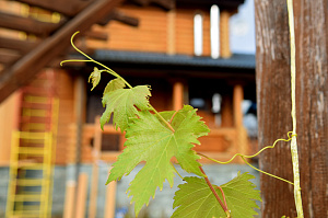 бревно осень