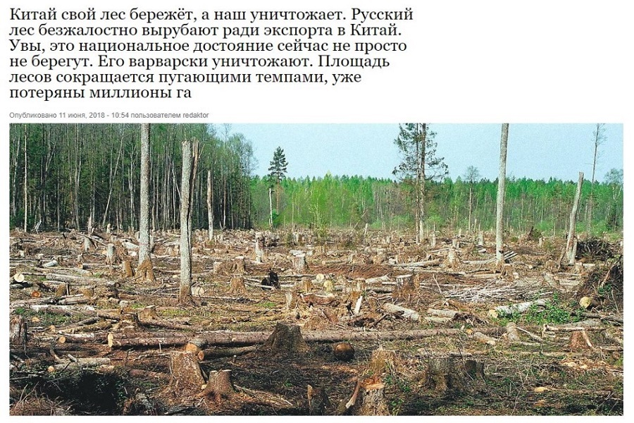 Древесина в России становится дефицитом! Что нас ждет в ближайшие 5 лет?