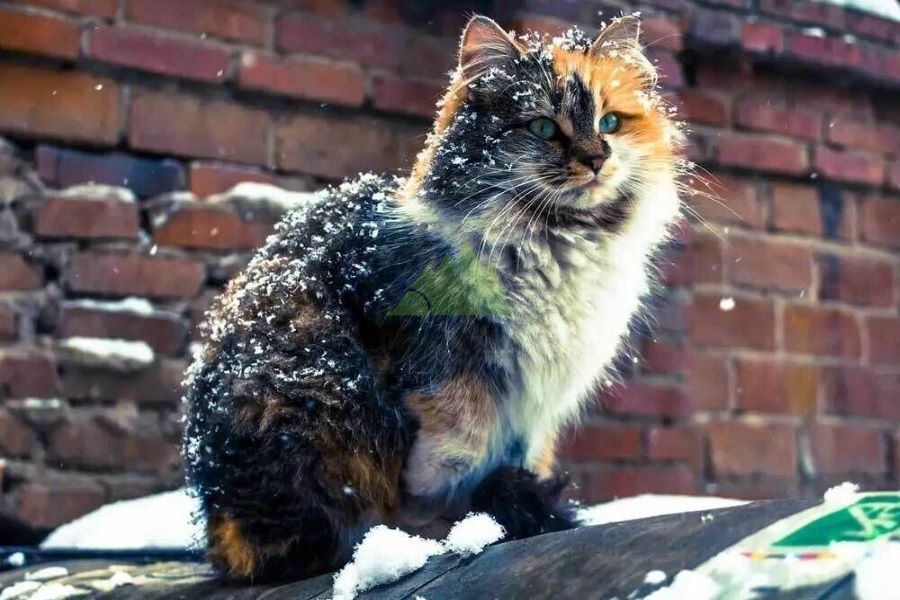 помощь друзьям нашим меньшим