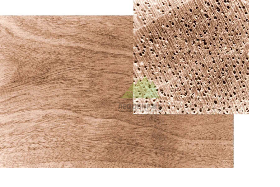 Назгядно: пористость древесины - её "легкие" poristost-drevesiny.jpg